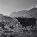 Highland Cattle 4